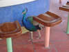 Sandals Montego Bay 